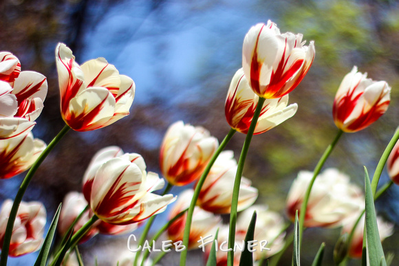 Confederation Tulips, 2017