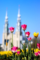 Basilica Tulips, 2018