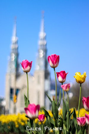 Basilica Tulips, 2018