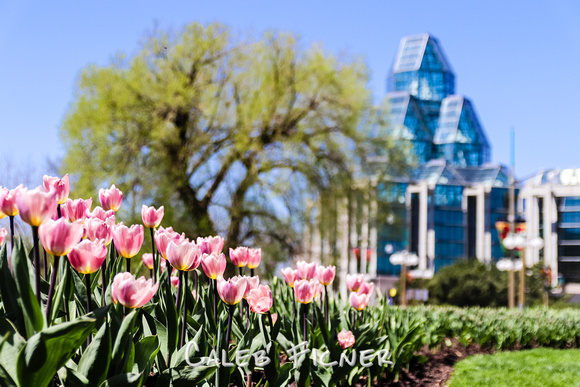 National Gallery Tulips, 2018