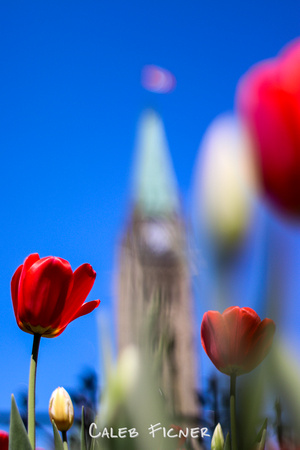 Parliament Tulips, 2018