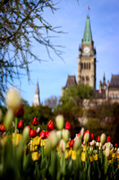 Parliament Major's Hill Park Tulips, 2018