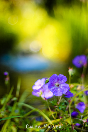 Flowers at Algonquin, 2017