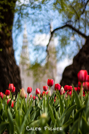 Basilica Tulips, 2020