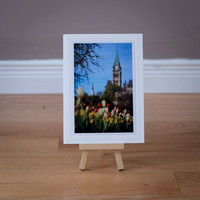 Greeting Card - Spring - Parliament Tulips