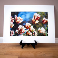 12 x 18 Print - Confederation Tulips
