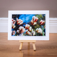 Greeting Card - Spring - Confederation Tulips